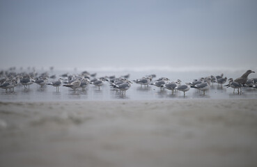 Fototapeta premium Short-billed gull flock on beach