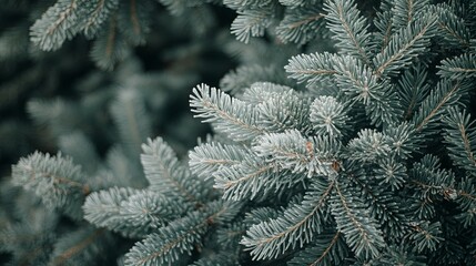 Frozen Winter Wonderland with Open Copy Space for Creative Use