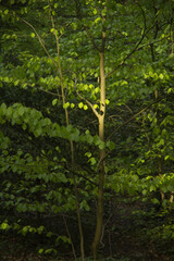 Beech tree sapling in woodland with dappled light.