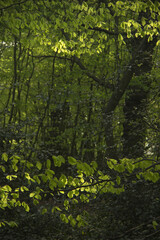 Beech trees in spring with dappled sunlight.