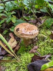 Paxillus involutus mushroom in moss of damp autumn forest