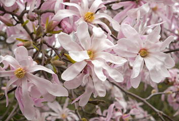 Delicate pink star magnolia flowers.