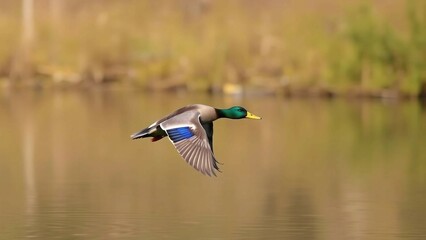 Obraz premium mallard duck in the water