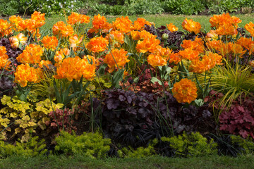 Bright orange tulip flowers
