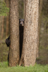 American Black bear, Ursus americanus in Minnesota.