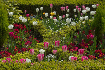 Pink and white tulips with hedges in a formal garden.