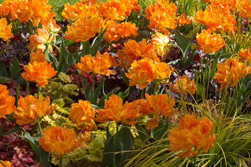 Bright orange tulips in a flower bed.
