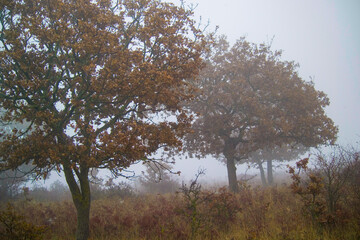 misty morning in the forest, Fog in Ortakis. Bolotana. Sardinia. Italy (Nuoro)
