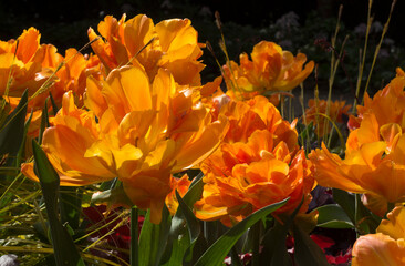 Large orange tulip flowers in sunlight.