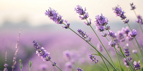 Fototapeta premium Lavender Field Close-up Soft Focus, Purple Blossoms, Tranquil Nature, Photography Lavender, Purple Flowers, Nature Photography