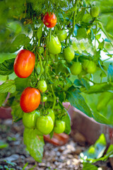 tomatoes on the vine