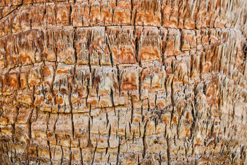 Bark of palm. Texture of bark of palm tree background. Close up texture and natural patterns,...