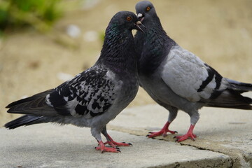 Two street pigeons billing each other (Columbidae). Fortaleza Ceará, Brazil.
