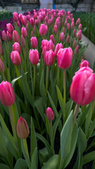 Fototapeta premium Pink tulips grown in a greenhouse for spirng celebrations 