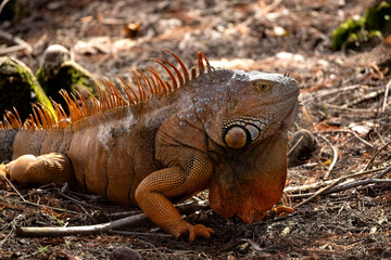 Green iguana, Iguana iguana, male in Florida.