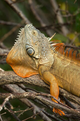 Green iguana, displaying male, taken in wild, in Florida.