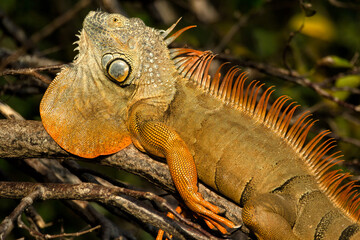 Iguana, displaying male, taken in wild, in Florida.