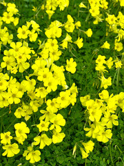 close-up view of vibrant yellow oxalis pes caprae flowers blooming outdoors in sunlight