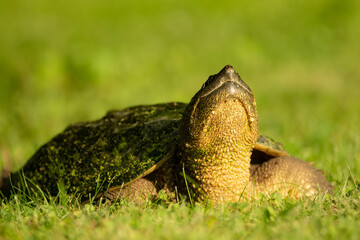 Common snapping turtle, Chelydra serpentina in Minnesota.