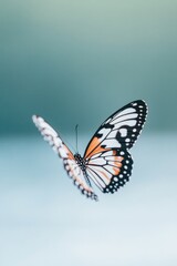 Obraz premium close-up of intricate patterns on butterfly wing showcasing delicate textures and vibrant colors