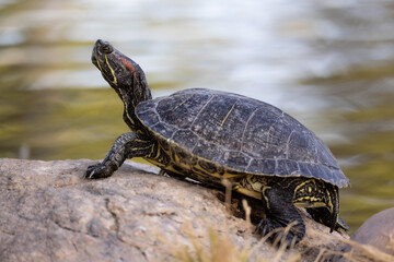 Red-eared slider, Trachemys scripta elegans in Arizona.