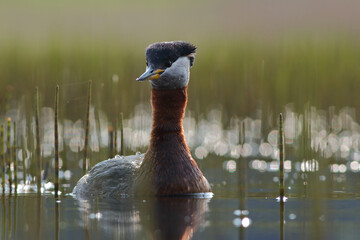 Perkoz rdzawoszyi (Podiceps grisegena), red-necked grebe  © Bartosz Rakoczy