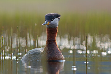 Perkoz rdzawoszyi (Podiceps grisegena), red-necked grebe  © Bartosz Rakoczy
