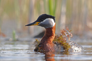 Perkoz rdzawoszyi (Podiceps grisegena), red-necked grebe  © Bartosz Rakoczy
