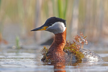 Perkoz rdzawoszyi (Podiceps grisegena), red-necked grebe  © Bartosz Rakoczy