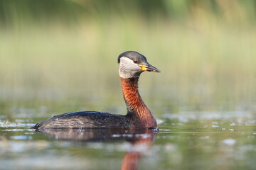 Perkoz rdzawoszyi (Podiceps grisegena), red-necked grebe  © Bartosz Rakoczy