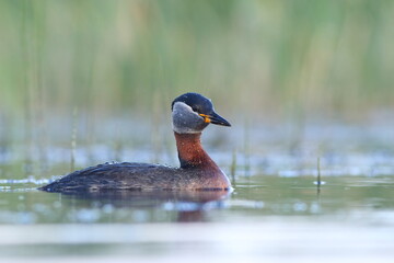 Perkoz rdzawoszyi (Podiceps grisegena), red-necked grebe  © Bartosz Rakoczy