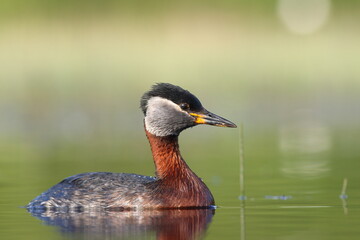 Perkoz rdzawoszyi (Podiceps grisegena), red-necked grebe  © Bartosz Rakoczy