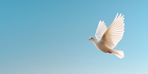 Fototapeta premium White dove of peace soaring gracefully in the air against a clear blue sky