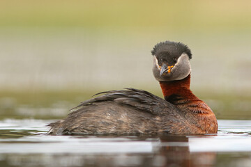 Perkoz rdzawoszyi (Podiceps grisegena), red-necked grebe  © Bartosz Rakoczy