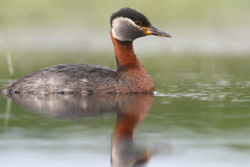 Perkoz rdzawoszyi (Podiceps grisegena), red-necked grebe  © Bartosz Rakoczy