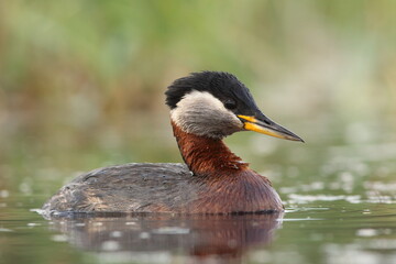 Perkoz rdzawoszyi (Podiceps grisegena), red-necked grebe  © Bartosz Rakoczy