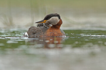 Perkoz rdzawoszyi (Podiceps grisegena), red-necked grebe  © Bartosz Rakoczy