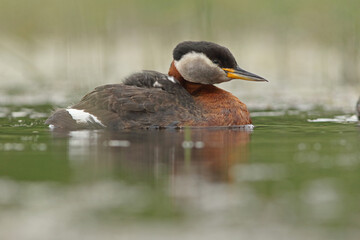 Perkoz rdzawoszyi (Podiceps grisegena), red-necked grebe  © Bartosz Rakoczy