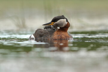 Perkoz rdzawoszyi (Podiceps grisegena), red-necked grebe  © Bartosz Rakoczy