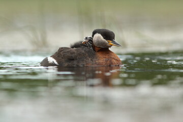 Perkoz rdzawoszyi (Podiceps grisegena), red-necked grebe  © Bartosz Rakoczy