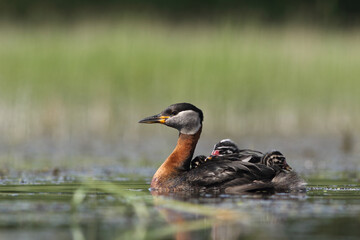 Perkoz rdzawoszyi (Podiceps grisegena), red-necked grebe  © Bartosz Rakoczy