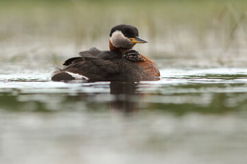 Perkoz rdzawoszyi (Podiceps grisegena), red-necked grebe  © Bartosz Rakoczy