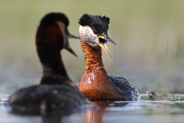 Perkoz rdzawoszyi (Podiceps grisegena), red-necked grebe  © Bartosz Rakoczy