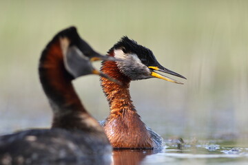 Perkoz rdzawoszyi (Podiceps grisegena), red-necked grebe  © Bartosz Rakoczy