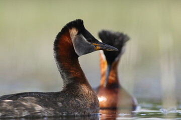 Perkoz rdzawoszyi (Podiceps grisegena), red-necked grebe  © Bartosz Rakoczy