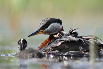 Perkoz rdzawoszyi (Podiceps grisegena), red-necked grebe  © Bartosz Rakoczy