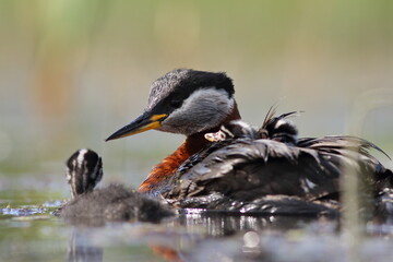 Perkoz rdzawoszyi (Podiceps grisegena), red-necked grebe  © Bartosz Rakoczy