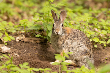 Eastern cottontail rabbit, Sylvilagus floridanus in Minnesota.