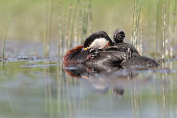 Perkoz rdzawoszyi (Podiceps grisegena), red-necked grebe  © Bartosz Rakoczy