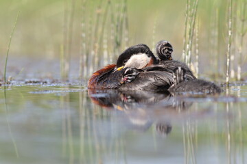 Perkoz rdzawoszyi (Podiceps grisegena), red-necked grebe  © Bartosz Rakoczy